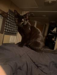 Lost Female Cat last seen Tuxedo Ave and Oglethorpe Road, West Palm Beach, FL 33405