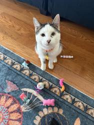 Lost Male Cat last seen Near brighton way bear de 19701, Bear, DE 19701
