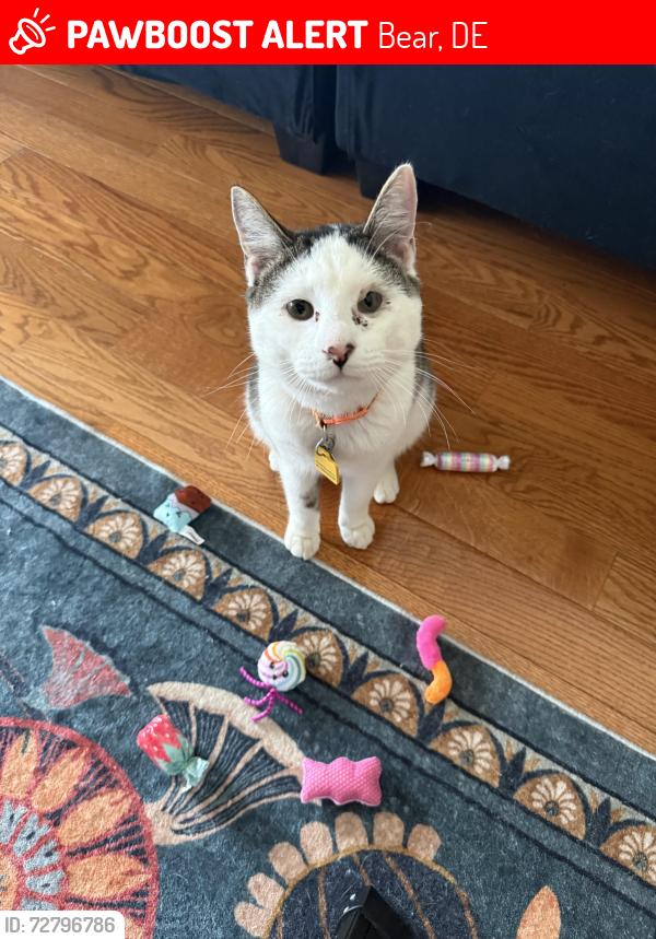 Lost Male Cat last seen Near brighton way bear de 19701, Bear, DE 19701