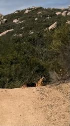 Found/Stray Unknown Dog last seen In the hills on a trail by Camino mayor, San Diego County, CA 92069