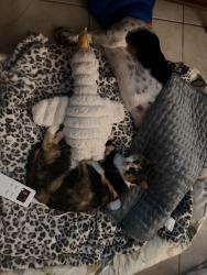 Lost Female Cat last seen Business 83 & Alamo Rd, Alamo, TX 78516