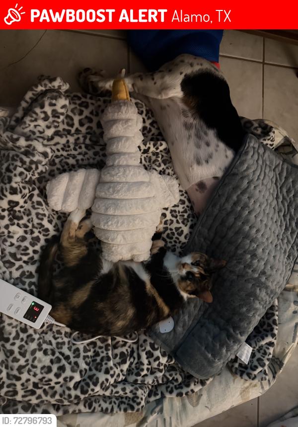Lost Female Cat last seen Business 83 & Alamo Rd, Alamo, TX 78516