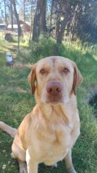 Lost Male Dog last seen Blue Heron , Bend, OR 97707
