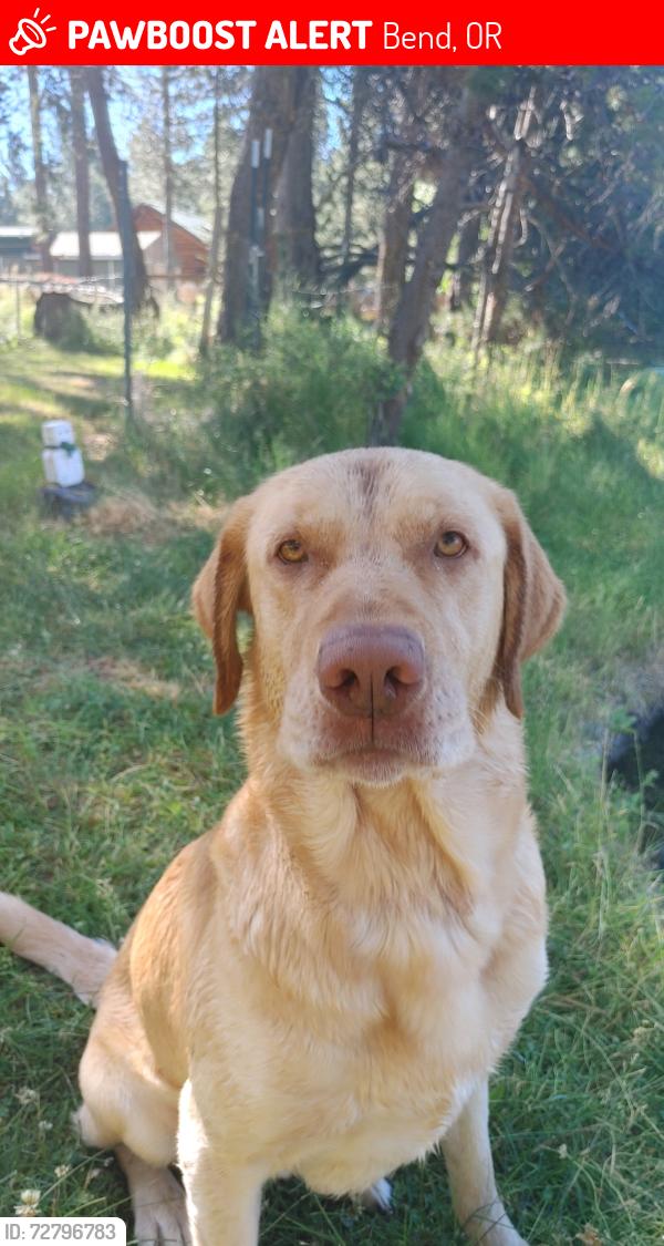 Lost Male Dog last seen Blue Heron , Bend, OR 97707