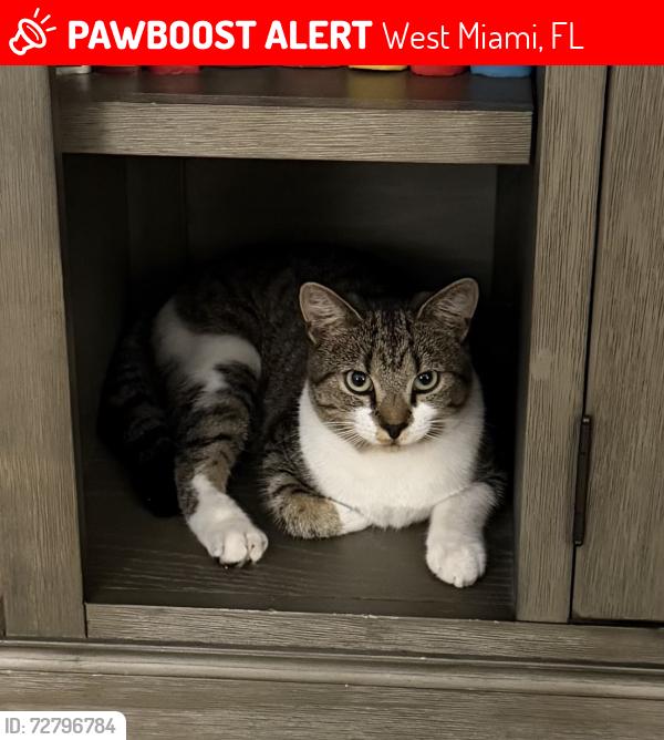 Lost Male Cat last seen SW 62nd avenue and sw 12 street, West Miami, FL 33144