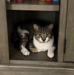 Lost Male Cat last seen SW 62nd avenue and sw 12 street, West Miami, FL 33144