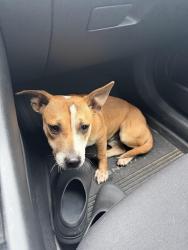 Found/Stray Unknown Dog last seen E first st and beach st, Fort Worth, TX 76111