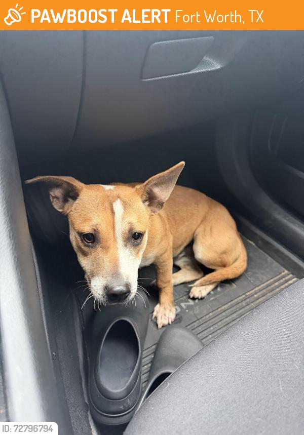 Found/Stray Unknown Dog last seen E first st and beach st, Fort Worth, TX 76111