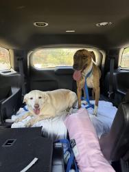 Found/Stray Female Dog last seen Chimney park, Pensacola, FL 32504