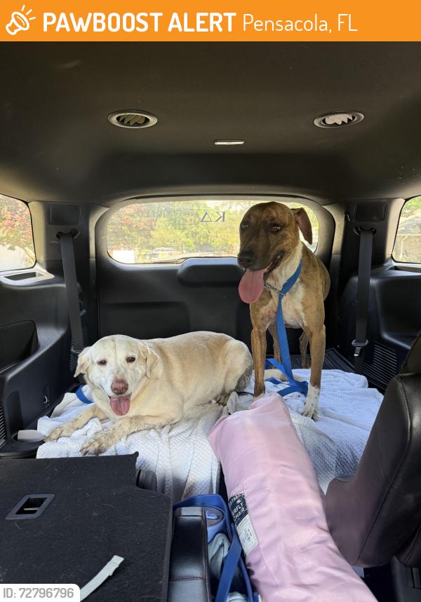 Found/Stray Female Dog last seen Chimney park, Pensacola, FL 32504