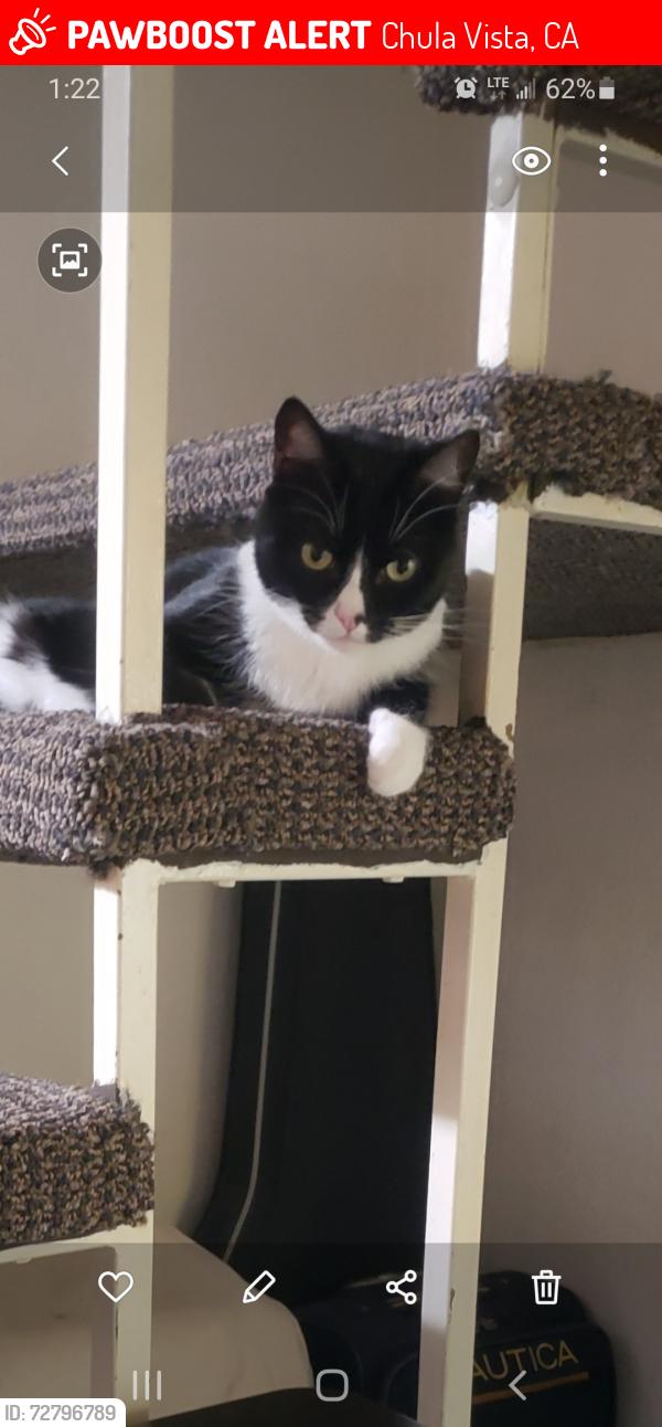 Lost Female Cat last seen Rancho Drive and Otay River Canyon by mailboxes, Chula Vista, CA 91911