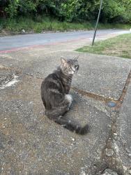 Found/Stray Male Cat last seen apmts on Powell off Summer Ave, Memphis, TN 38122