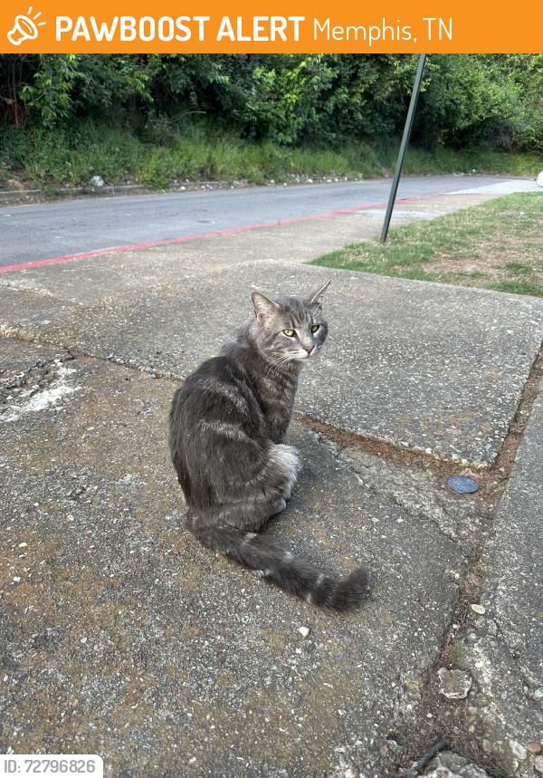 Found/Stray Male Cat last seen apmts on Powell off Summer Ave, Memphis, TN 38122