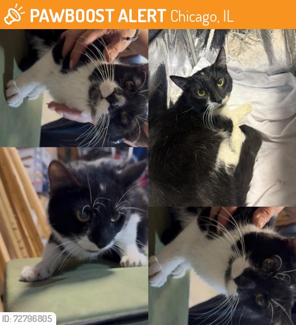 Found/Stray Unknown Cat last seen ALLEY, Chicago, IL 60632