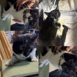Found/Stray Unknown Cat last seen ALLEY, Chicago, IL 60632