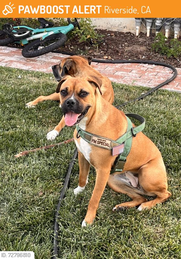 Found/Stray Unknown Dog last seen Near Fremont elementary Riverside , Riverside, CA 92504