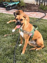 Found/Stray Unknown Dog last seen Near Fremont elementary Riverside , Riverside, CA 92504