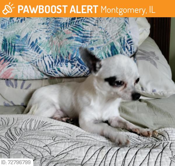 Found/Stray Male Dog last seen Kimberly Ln and Royal Dr Montgomery IL 60538, Montgomery, IL 60538