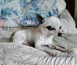 Found/Stray Male Dog last seen Kimberly Ln and Royal Dr Montgomery IL 60538, Montgomery, IL 60538