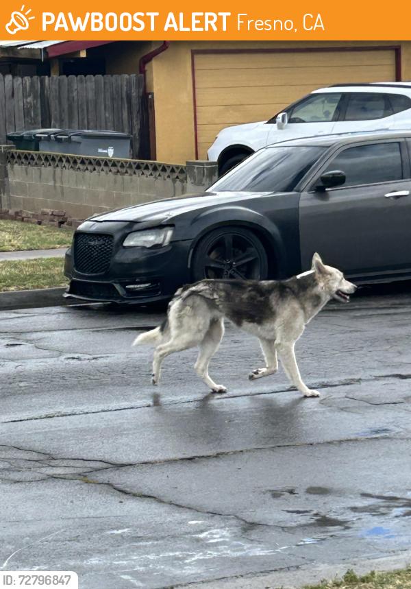 Found/Stray Unknown Dog last seen Makes and Bellaire , Fresno, CA 93722