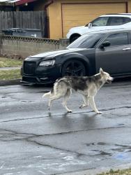 Found/Stray Unknown Dog last seen Makes and Bellaire , Fresno, CA 93722