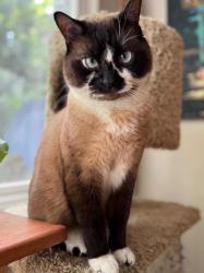 Lost Male Cat last seen Underhill, Burnaby, BC V5A 3V3