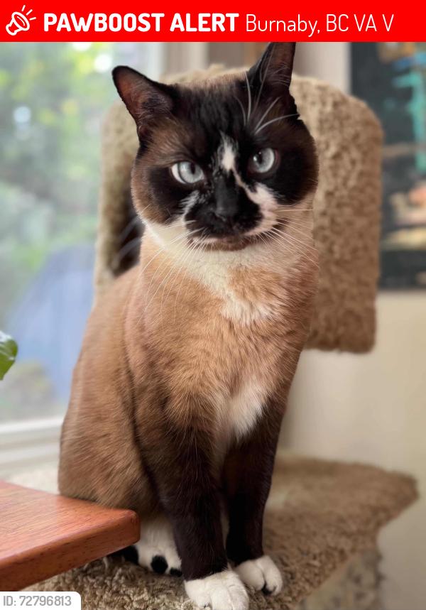 Lost Male Cat last seen Underhill, Burnaby, BC V5A 3V3