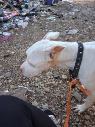 Lost Female Dog last seen California  rd, Shelton, WA 98584