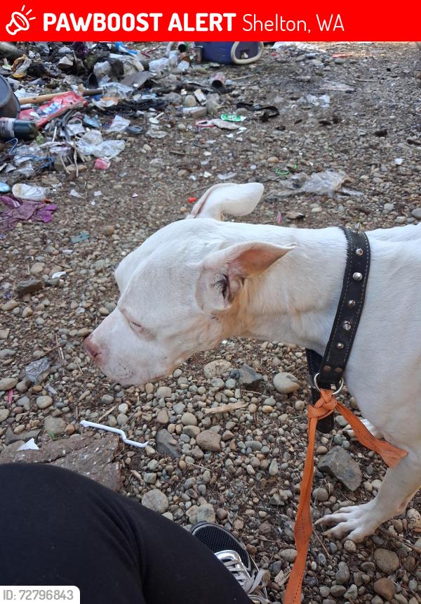 Lost Female Dog last seen California  rd, Shelton, WA 98584