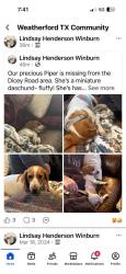 Lost Female Dog last seen Hwy 180 and 730, Weatherford, TX 76086