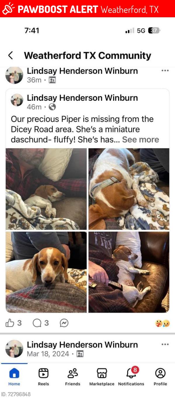 Lost Female Dog last seen Hwy 180 and 730, Weatherford, TX 76086