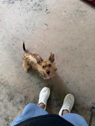 Found/Stray Male Dog last seen Huntington middle school, Warner Robins, GA 31095