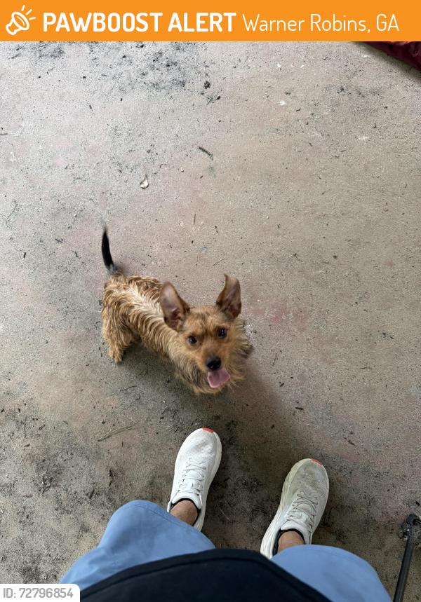 Found/Stray Male Dog last seen Huntington middle school, Warner Robins, GA 31095