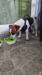 Found/Stray Unknown Dog last seen Near 38th ave, Vero Beach, FL 32960