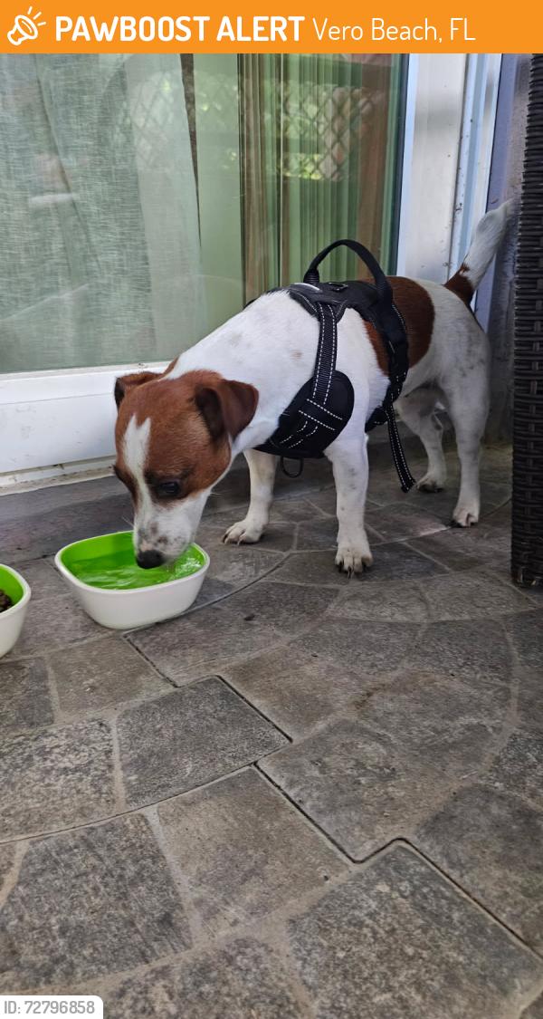 Found/Stray Unknown Dog last seen Near 38th ave, Vero Beach, FL 32960