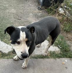 Found/Stray Female Dog last seen blake and i skate, South Valley, NM 87105
