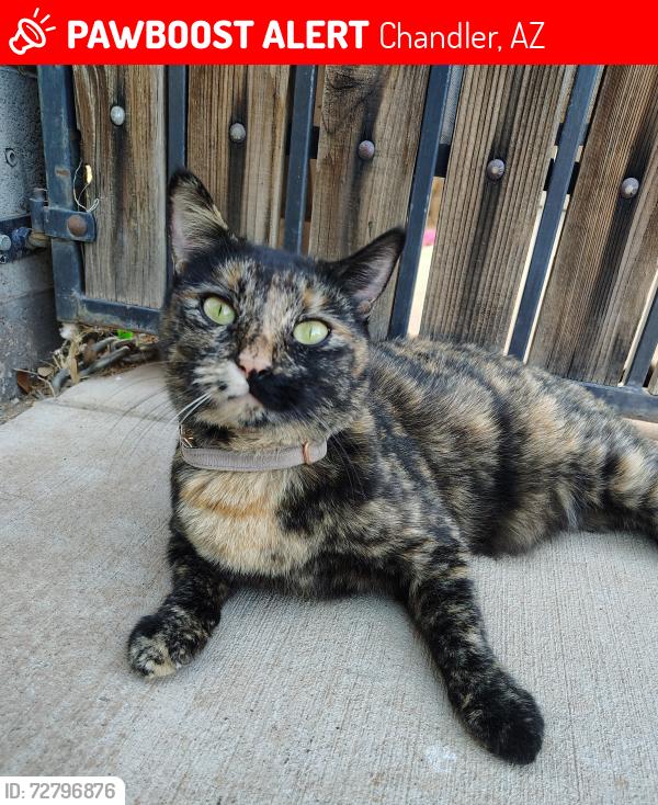 Lost Female Cat last seen S. California st. Pecos and AZ Ave, Chandler, AZ 85286