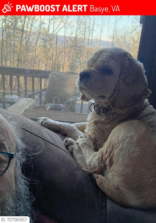 Lost Female Dog last seen Near Greenview Dr.  Basye. Va, Basye, VA 22810