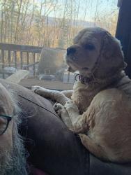 Lost Female Dog last seen Near Greenview Dr.  Basye. Va, Basye, VA 22810