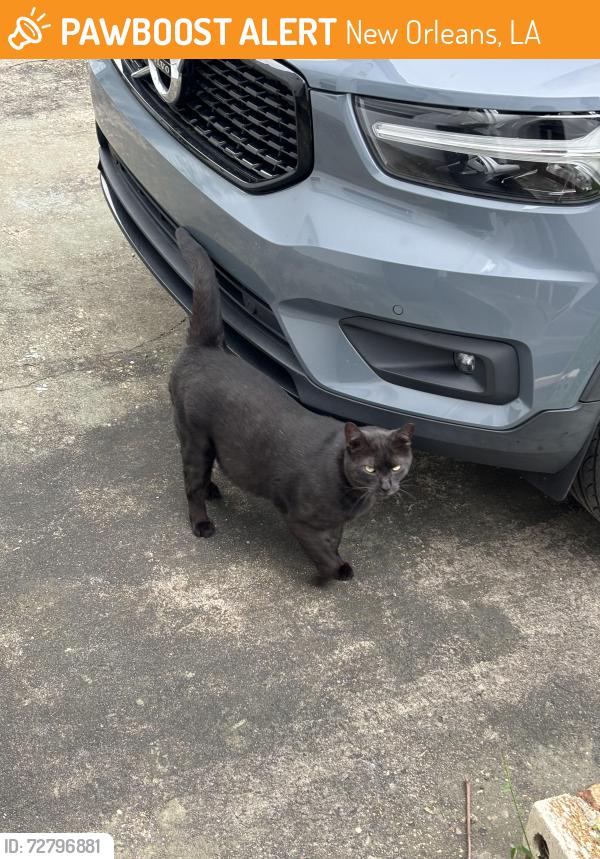 Found/Stray Unknown Cat last seen Piedmont Drive and Gentilly Boulevard , New Orleans, LA 70122