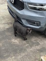 Found/Stray Unknown Cat last seen Piedmont Drive and Gentilly Boulevard , New Orleans, LA 70122