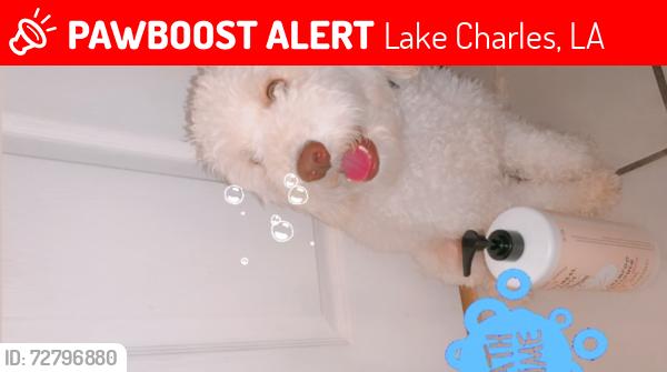 Lost Male Dog last seen St Margaret Catholic Church, Lake Charles, LA 70601