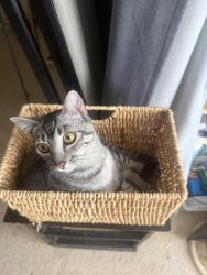 Lost Female Cat last seen Kekaa st and Mokuhano st, Honolulu, HI 96825