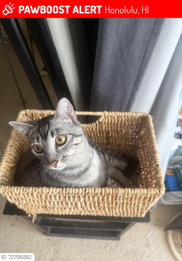 Lost Female Cat last seen Kekaa st and Mokuhano st, Honolulu, HI 96825