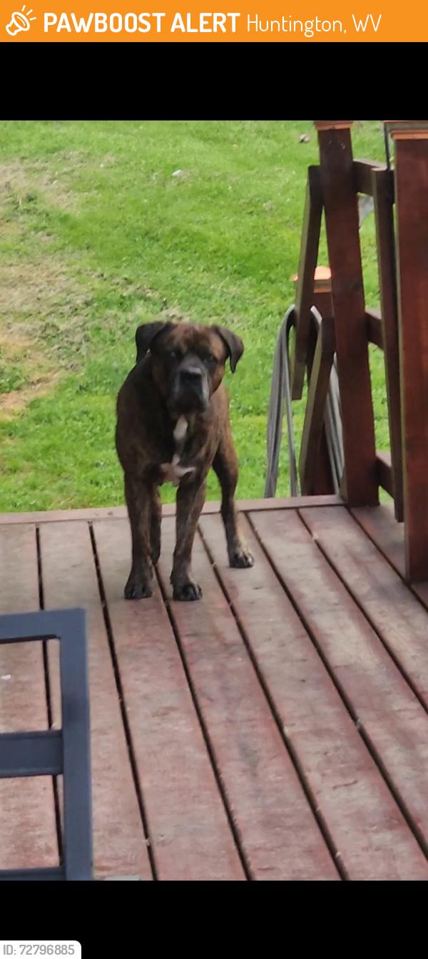 Found/Stray Male Dog last seen Clark Graham Road off Mount Union , Huntington, WV 25701