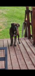 Found/Stray Male Dog last seen Clark Graham Road off Mount Union , Huntington, WV 25701