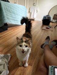 Found/Stray Female Cat last seen 55th and Riverside, Tulsa, OK 74105
