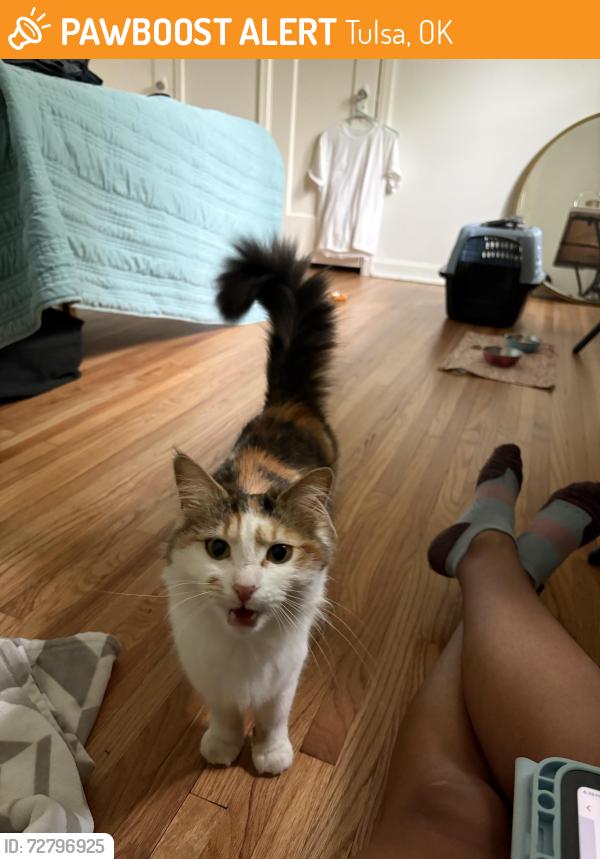 Found/Stray Female Cat last seen 55th and Riverside, Tulsa, OK 74105