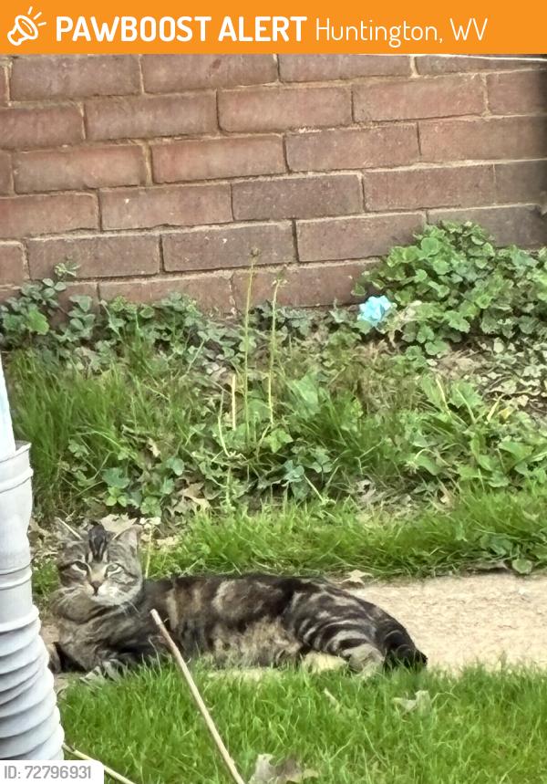 Found/Stray Unknown Cat last seen 6th street, Huntington, WV 25701