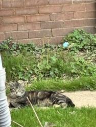 Found/Stray Unknown Cat last seen 6th street, Huntington, WV 25701